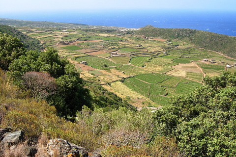 Pantelleria Patrimonio Unesco: la storia dell'uva zibibbo